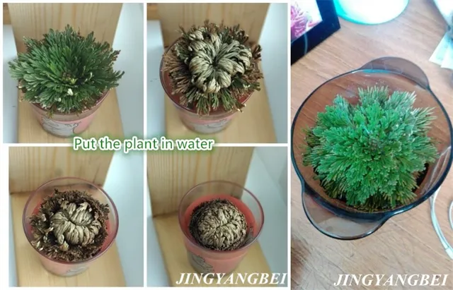 Nowe magiczne zmartwychwstanie roślin Róża Jericho Dinosaur roślin Air Fern Selaginella Moss tanie i dobre opinie JINGYANGBEI Suszone kwiaty Rose Boże narodzenie Głowa kwiatka Sztuczny kwiat Pokaż kwiat Kształt liści Nowe magiczne zmartwychwstanie roślin Róża Jericho Dinosaur roślin Air Fern Selaginella Moss tanie i dobre opinie JINGYANGBEI Suszone kwiaty Rose Boże narodzenie Głowa kwiatka Sztuczny kwiat Pokaż kwiat Kształt liści