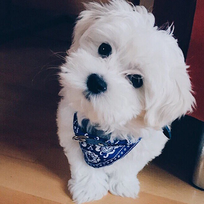 

1pc Vintage Style Pet Dog Collar Bandana Neckerchief Adjustable Puppy Cat Scarf Collar Puppy Pet Neck Tie Collar Pet Accessories