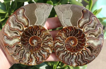 

365g 1 pairs of Split Ammonite Fossil Specimen Shell Healing