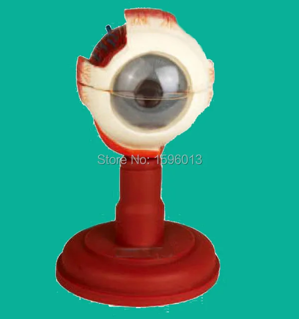 Advanced Eyeball Anatomical Model, Human Eye Enlarged Model