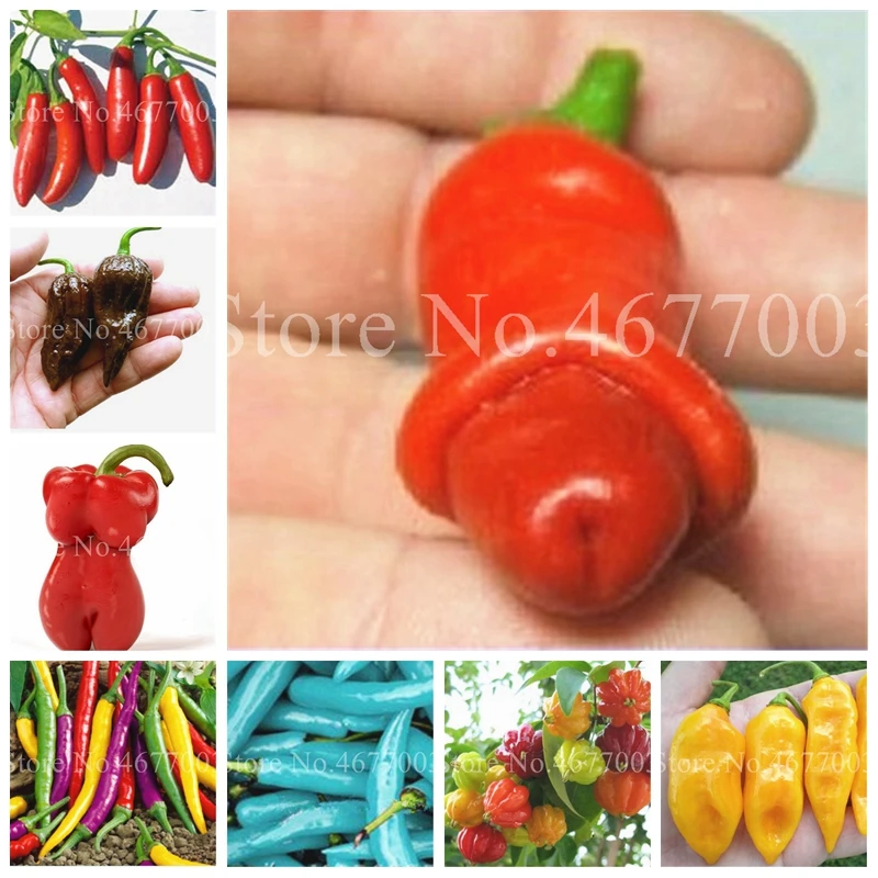

Mix Color Sweet Pepper Bonsai 200 Pcs/ bag Plant Outdoor Bell Pepper Potted Chill Vegetables Hot Pepper DIY Home Garden Planting
