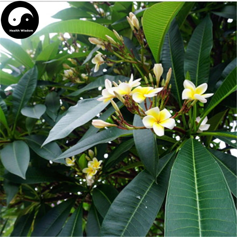 

Buy Plumeria Rubra Tree Semente 60pcs Plant Yolk Flower For Egg Flower