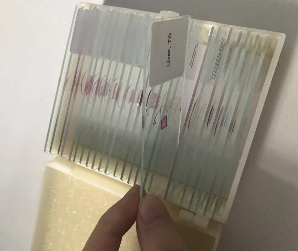 histology prepared slides (10)