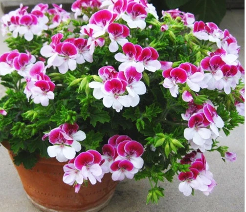 Two-color Red White Univalve Geranium Seeds Perennial Flower Seeds Pelargonium Peltatum Seeds for Indoor Rooms 10 seeds / Bag