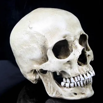 

P-Flame High Quality Human Skull Replica Resin Model Medical Realistic Lifesize 1:1 White Color Decorative Crafts Skull