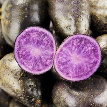 

1bag=100pcs chinese rare black potato seed bonsai vegetable seeds indoor vegetable plant seeds potato for garden flower pot
