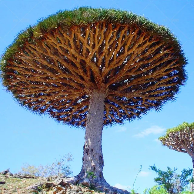 Us 02 70 Offaliexpresscom Buy 30pcsbag Bonsai Dragon Blood Tree Rare Bonsai Tree Plants Dracaena Angustifolia Perennial Outdoor Plants For - 