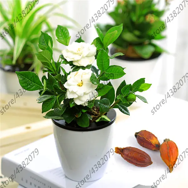 

2PCS Gardenia Bulbs Cape Jasmine plant Fragrant Exotic Shrub Open Pollinate Rare Beautiful Bonsai Plant Indoor Flower