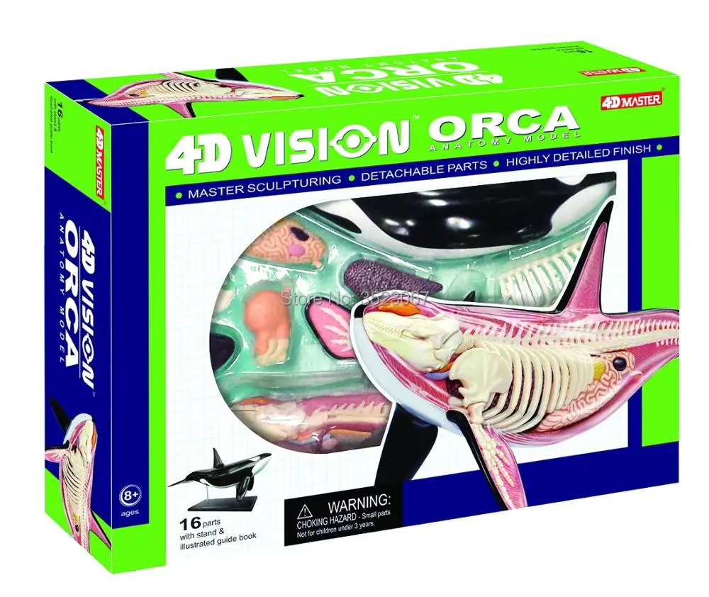 4D Master ORCA ANATOMY MODEL funny medical skeleton anatomical model