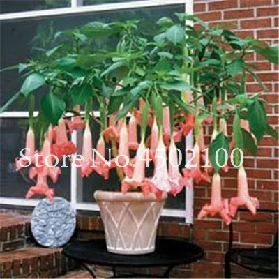 50 Pcs Rainbow Brugmansia Datura Bonsai, Dwarf Brugmansia Angel Trumpets Bonsai Flower Tree, Rare Potted Plant For Home Garden 50 Pcs Rainbow Brugmansia Datura Bonsai, Dwarf Brugmansia Angel Trumpets Bonsai Flower Tree, Rare Potted Plant For Home Garden