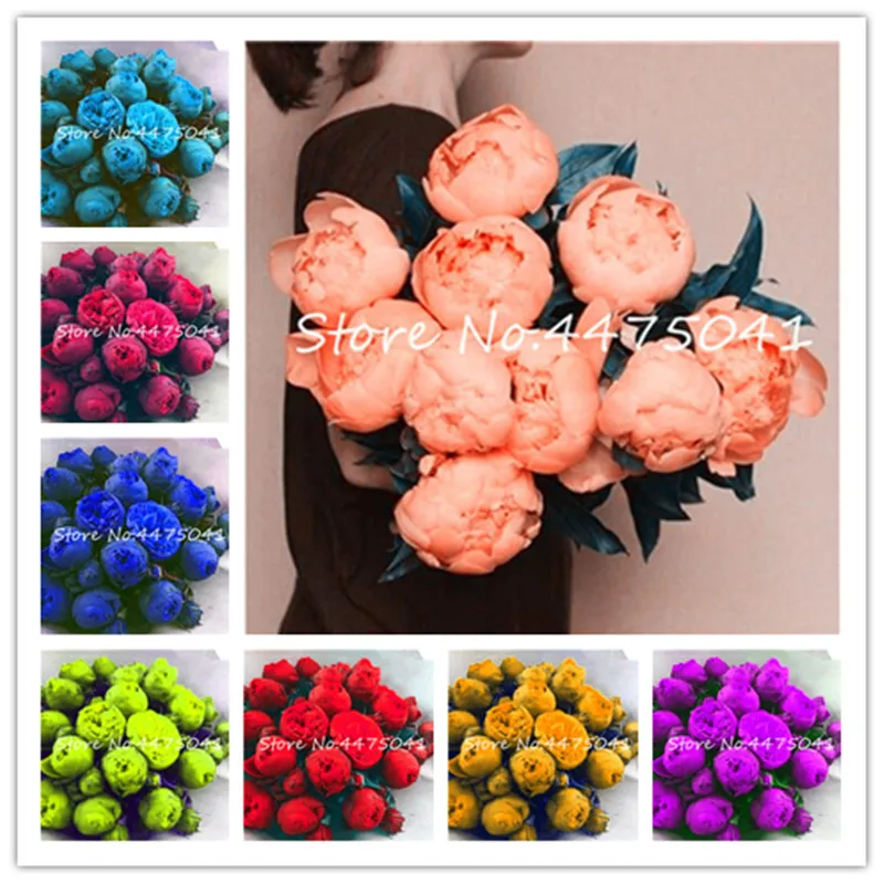 

20 Pcs Exotic Double Peony Bonsai,Multicolor Perennial Peony Flower Chinese Paeonia Suffruticosa Plant For Diy Home Garden Flore