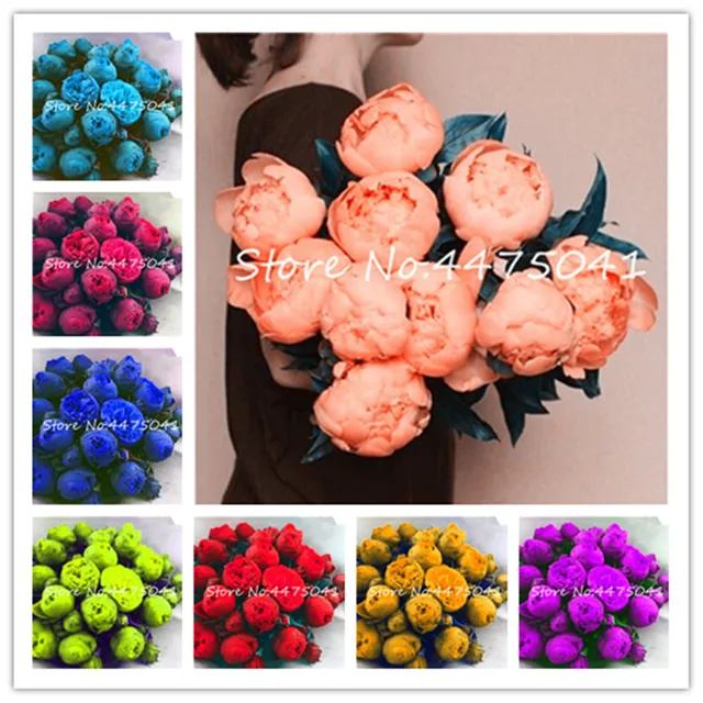 20 pz Esotico Doppio Peonia Bonsai, Multicolore Perenne Fiore di Peonia Cinese P 20 pz Esotico Doppio Peonia Bonsai, Multicolore Perenne Fiore di Peonia Cinese P