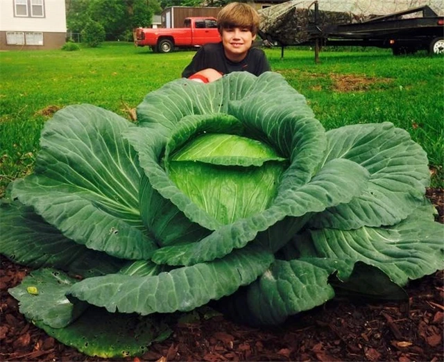 Giant Rare Cabbage Seeds, Vegetable Seed, 200pcs/pack