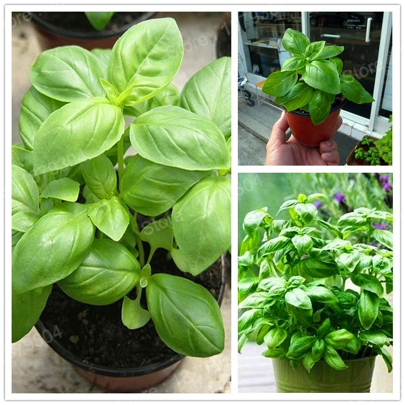 300pcs/bag Large Leaf Basil flores green fresh ocimum vegetable plantas Spices Aromatic Herb plante Bonsai Garden Plants Flower