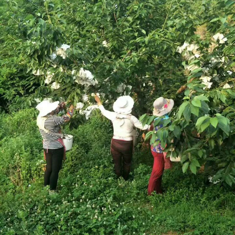 50Pcs/Lot Garden Vegetable Grapes Apples Fruit Protection Bag Pouch Agricultural Pest Control Anti-Bird Mesh Bags 50Pcs/Lot Garden Vegetable Grapes Apples Fruit Protection Bag Pouch Agricultural Pest Control Anti-Bird Mesh Bags