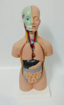 

45CM human torso anatomical model visceral organ anatomical model medical teaching model 11 parts