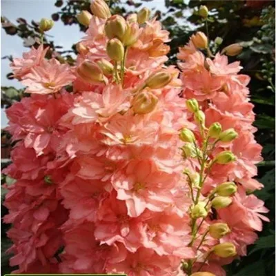 Flower seeds Delphinium Seeds beautiful Flower Plant  home garden flower plant  AA