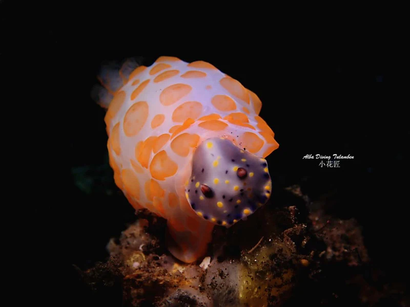 NiteScuba Дайвинг snoot для P53 стробоскоп светильник аксессуары для подводной фотографии# SN-P53