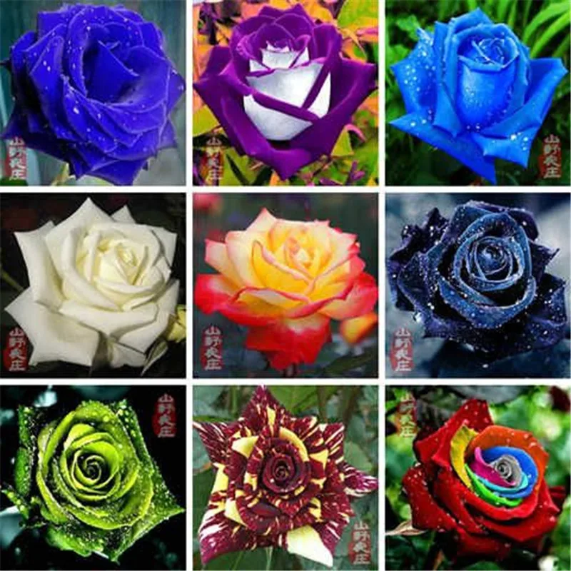 500 Pcs Rose Gardening multi color Bonsai Rosas Living Room Ornamental Plants DIY Home Garden Household Flower Plant For Sale