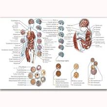 buy body system charts and get free shipping on aliexpress com body system charts