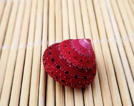 

Strawberry Bell cowrie shells Natural Conchas Shells craft Scarce Spirulina Collection fish tank decoration