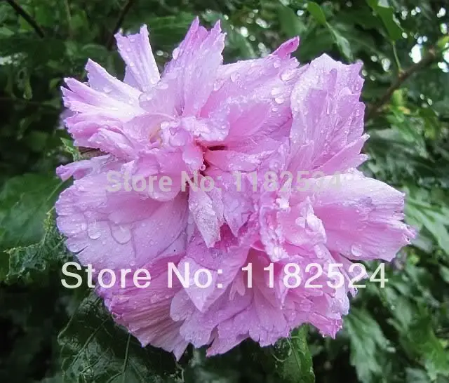 100 semillas semillas de luz doble rosa rosa de SHARON hibisco Syriacus