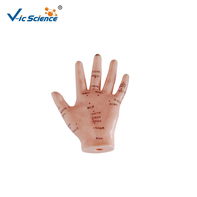 

Medical 13CM Hand Acupuncture Anatomical Teaching model