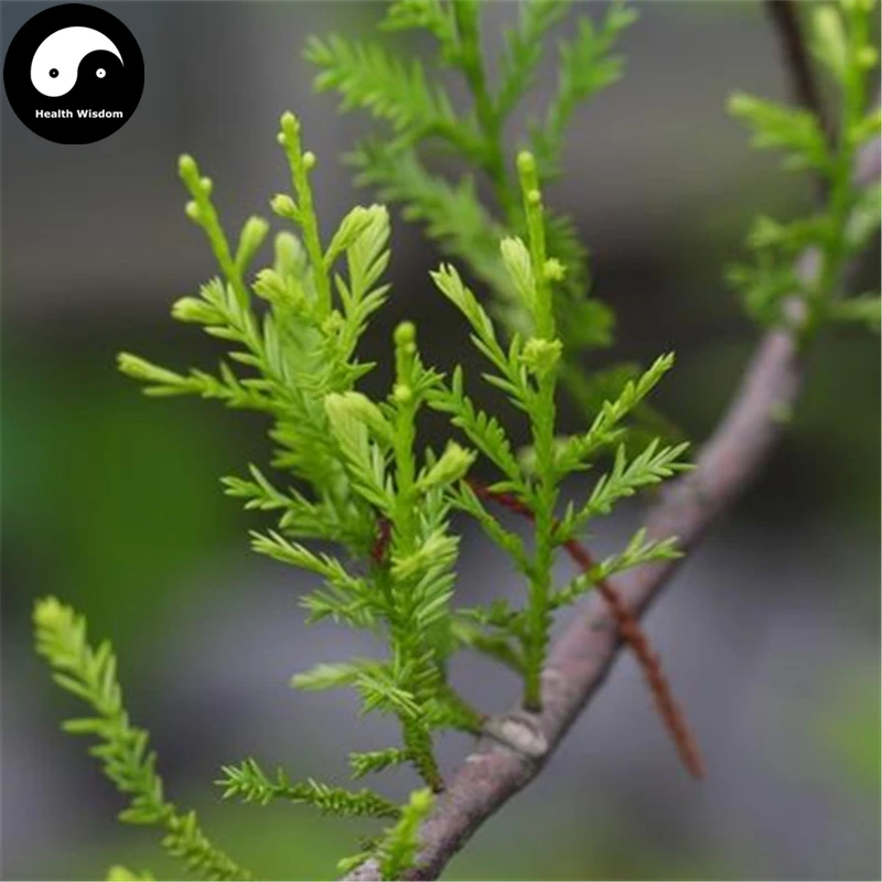 

Buy Podocarpus Imbricatus Tree Semente 30pcs Plant Podocarpus Imbricatus For Ji Mao Song
