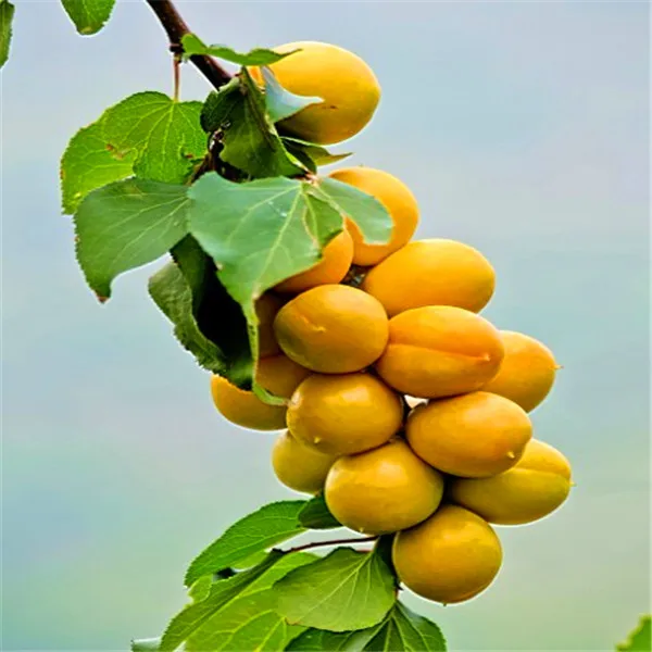 Buy Wholesale Organic Apricot From China Organic - Buy Wholesale Organic Apricot From China Organic buy wholesale organic apricot from china organic buy wholesale organic apricot from china organic