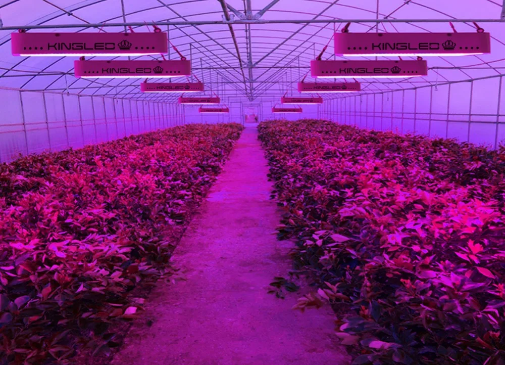Светодиодный светильник для выращивания, полный спектр, KING, светодиодный, 1500 Вт, Фито лампа для комнатных растений, для выращивания растений, для теплицы, veg, для выращивания растений, коробка для выращивания растений