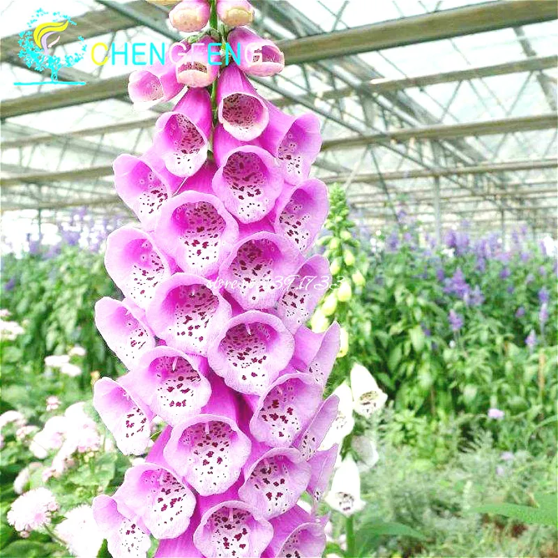 20 Mixed Colors Butterfly Bush Buddleia Davidii Flower bonsai Beautiful