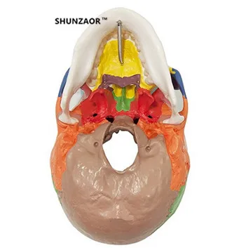 19*15*21 см анатомический человеческий Цвет Череп модель 3 части 1:1 анатомический медицинский обучающий скелет