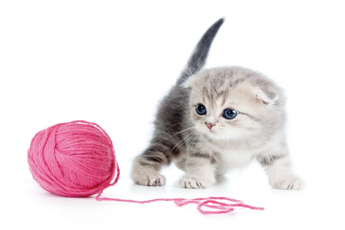 Cheap Kittens - Kitten-Heels-Cheap-lm5foz54yx2.jpg : 68 results for