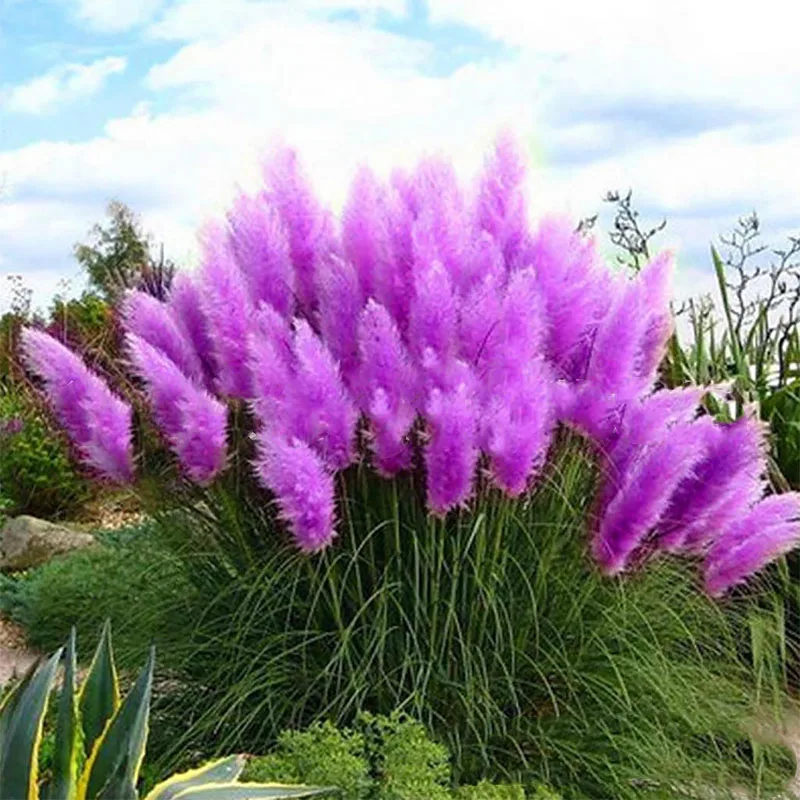 

100 Pcs New Rare Impressive Purple Pampas Grass Bonsai Cold-resistant Ornamental Home Garden Plants Flowers Pampas Grass BS