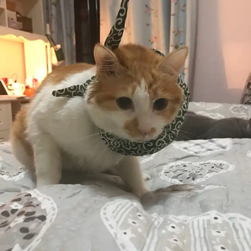 Master Wants To Run Away Japanese Style Pet Collar American