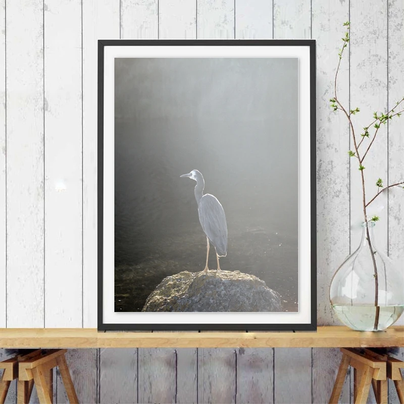 Australia Bird Canvas Poster Home Decoration