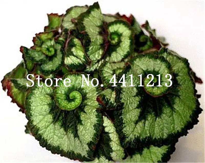 Sale! 50 Pcs Rare Exotic Color Begonia Bonsai Flower Indoor Potted