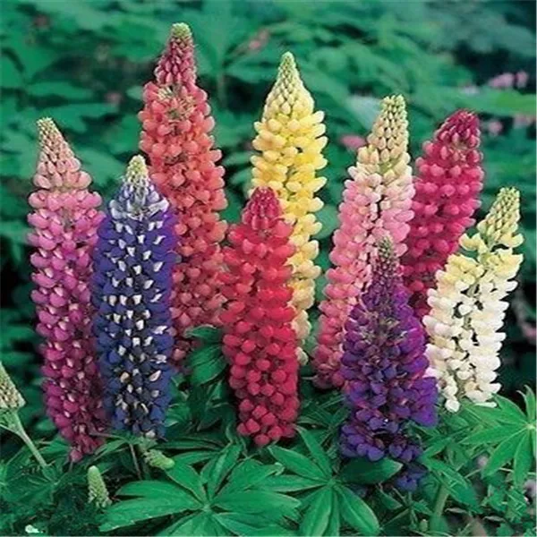 100 قطعة مختلطة راسيل Luplne Lupinus Polyphyllus زهرة مجاني بقاء معدلات عالية جدا الترمس بونساي