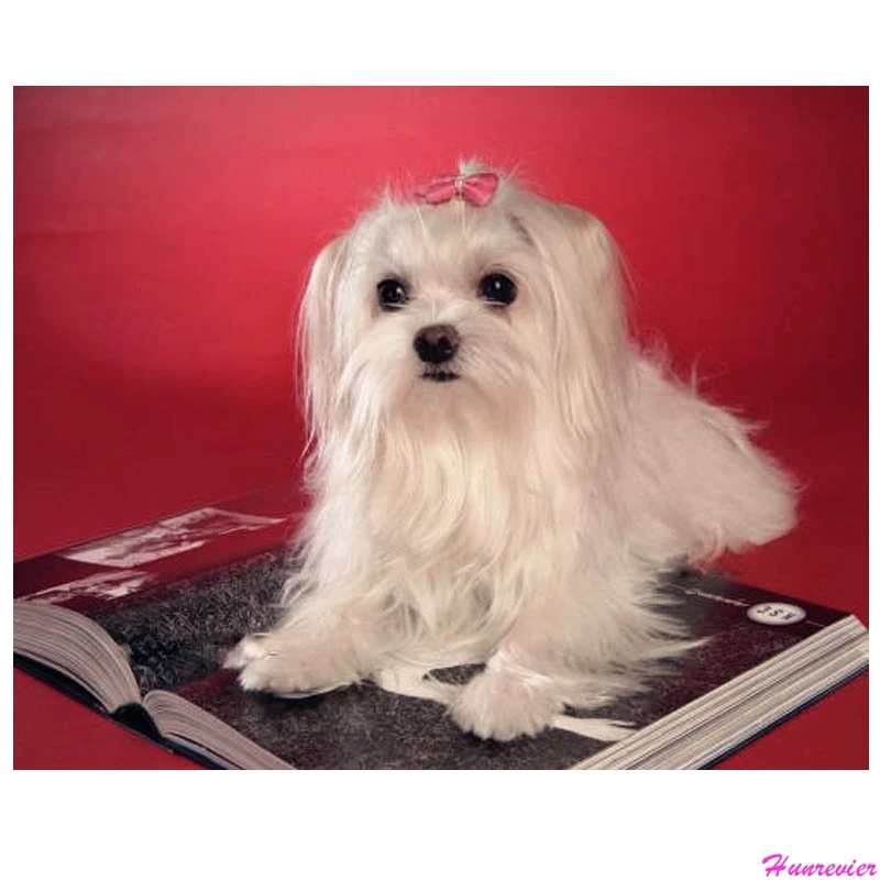 

Diy Diamond Embroidery Animal Maltese Dog pet Diamond Painting Cross Stitch 5D Diamond Mosaic Wall Sticker