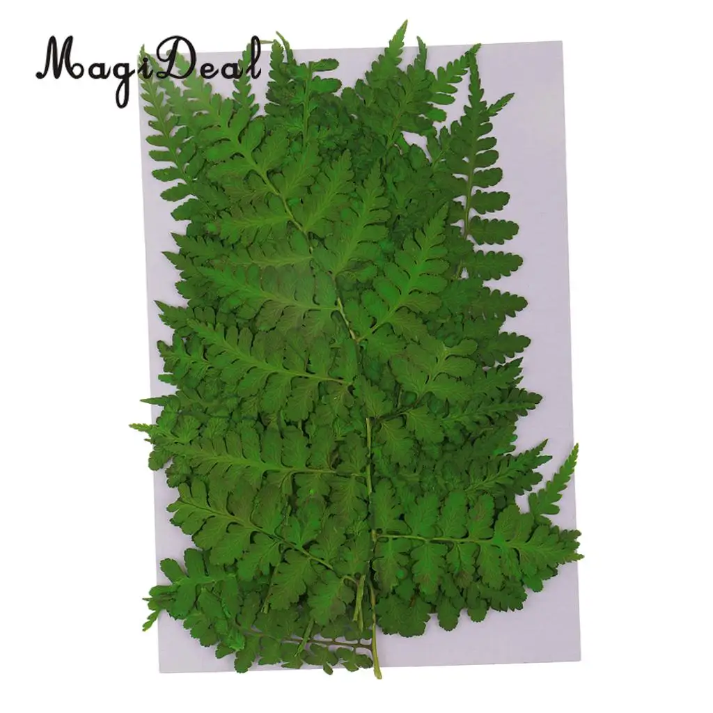 12pcs Natural Press Woodsia Leaves Pressed Real Dried Flower Dry Leaves for DIY Art Crafts Bookmark Scrapbooking Card Making