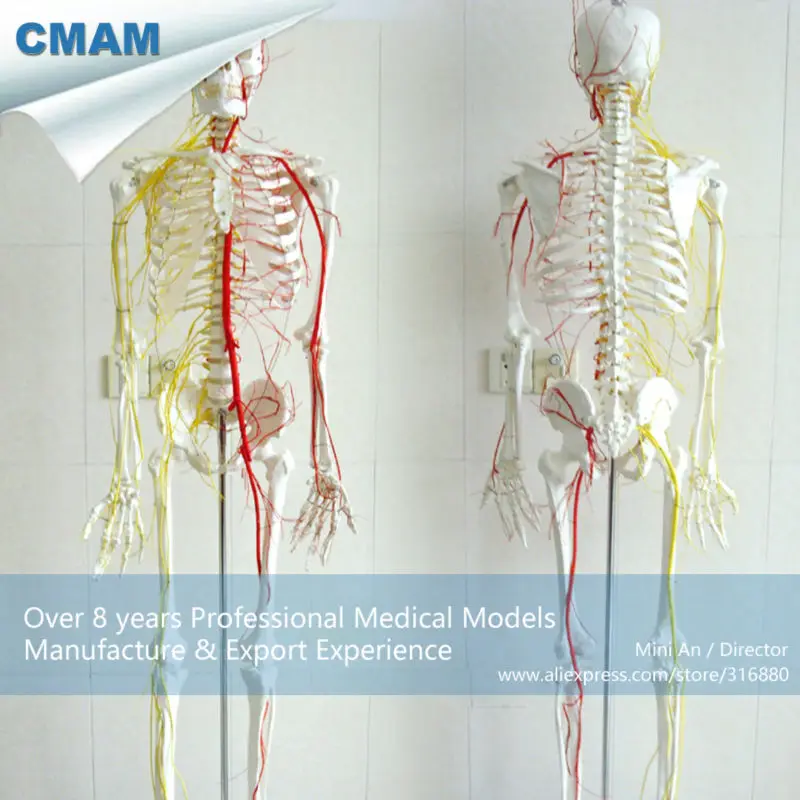 CMAM/12362 170 скелет, нерв, медицинский полный скелет анатомическая модель человека