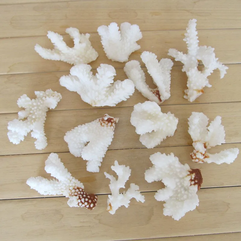 

Free Shipping(200g/lot)Sole Coral Natural Shell&Conch Home Decoration Aquarium Landscaping Wedding Platform Decoration