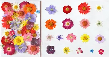 

120pcs Pressed Dried Multicolors In Spring Mixed Flowers Plant Herbarium For Jewelry Bookmark Postcard Phone Case Making DIY