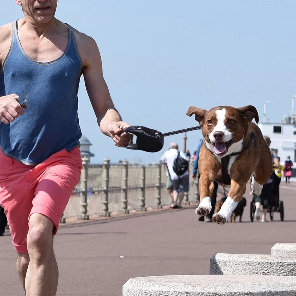 retractable leash dog