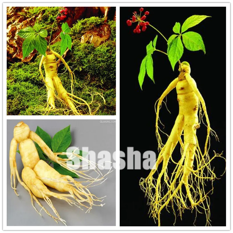 

High quatity 10pcs Chinese Hardy Panax Ginseng Korea Ginseng bonsai King Of Herbs Plants Home High-nutrition Vegetable And Fruit