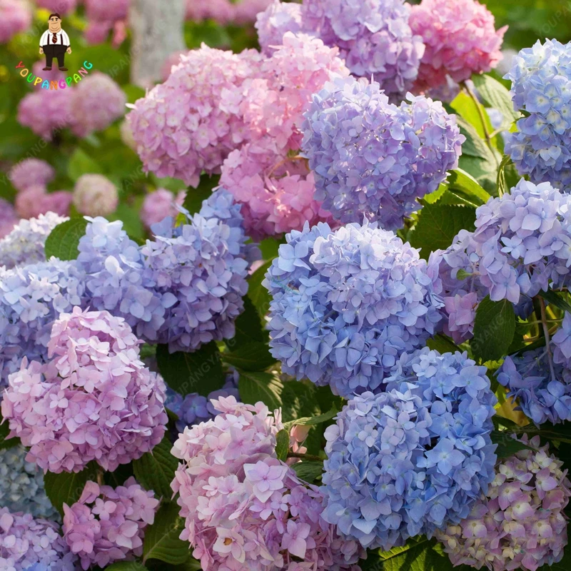 30pcs Bonsai Mixed Hydrangea Paniculata Vanilla Fraise Strawberry Flower Climbing Plant Home