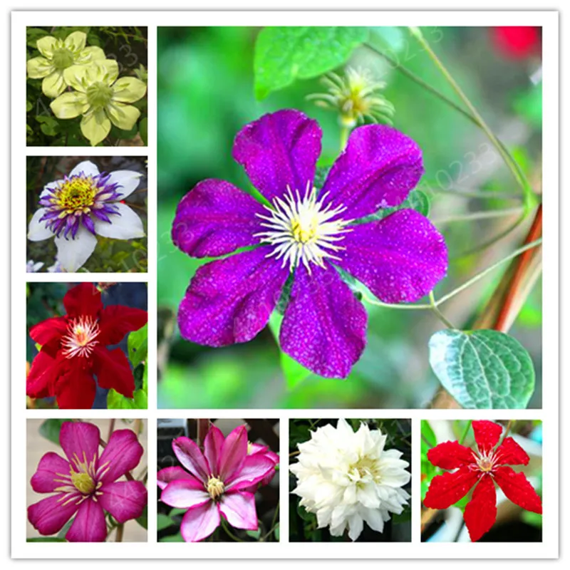 

Hot sale！150 Pcs Clematis Bonsai Real Rare Clematis Plant Outdoor Plant Natural Growth Bonsai Home Garden DIY Plant Best Birthda