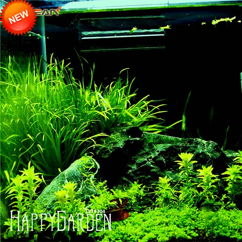 

Big Sale!500 pcs/Bag Aquarium Grass bonsai Water Grasses Random Aquatic Plant Grass Indoor Beautifying garden,#UOYROF