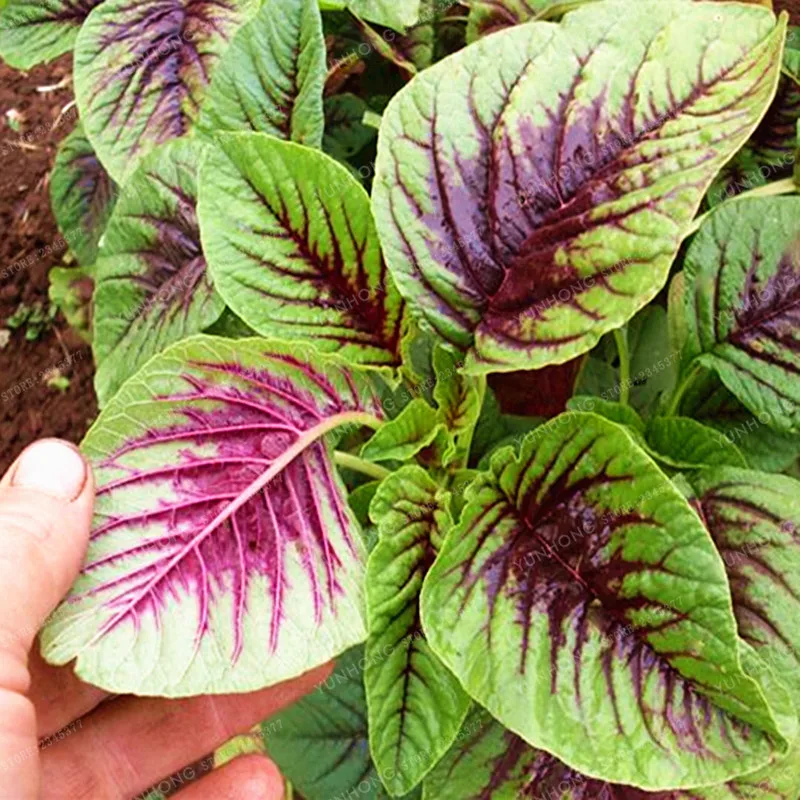 Amazon Organic Plant Food Amazon Organic Plant Food