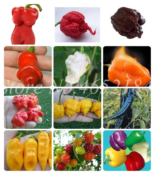 

Hot Chili Carolina Reaper Organic Outdoor Vegetable Rainbow Bell Ghost Pepper Home Garden for Flower Pot Planter 100 pcs / bag
